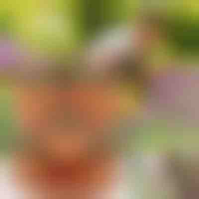 Höhenverstellbare Blumentöpfe (3x Stück) | PLANTUP